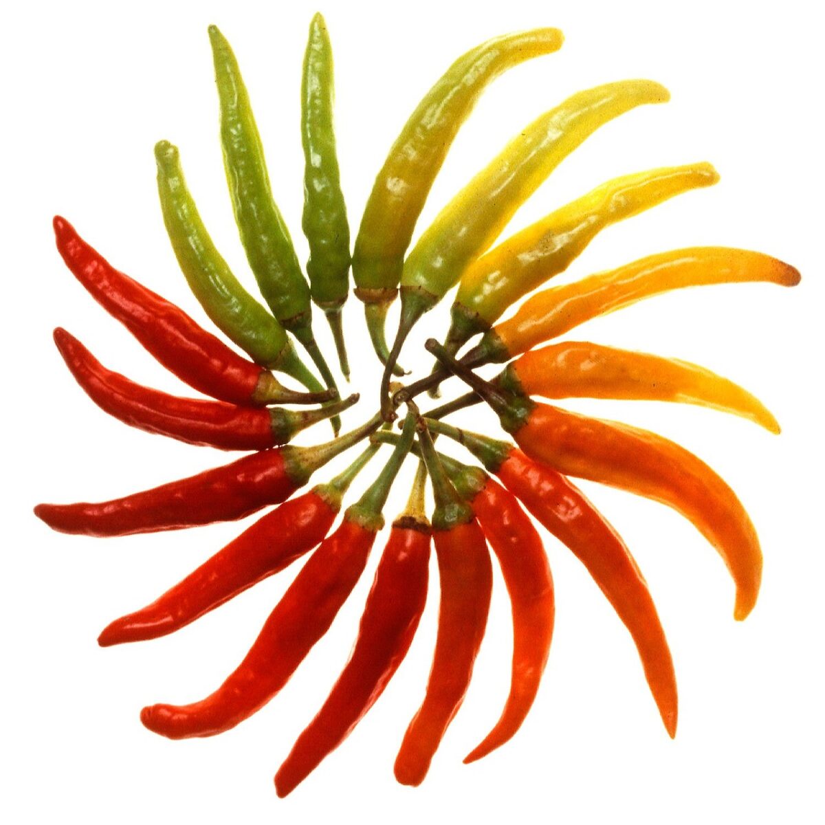 paprika, chili, sharp, chilli pods, hot peppers, chili peppers, nightshade plant, capsaicin, fiery, vegetables, food, vitamins, healthy, pods, chili, chili, chili, chili, chili, hot peppers, chili peppers, capsaicin